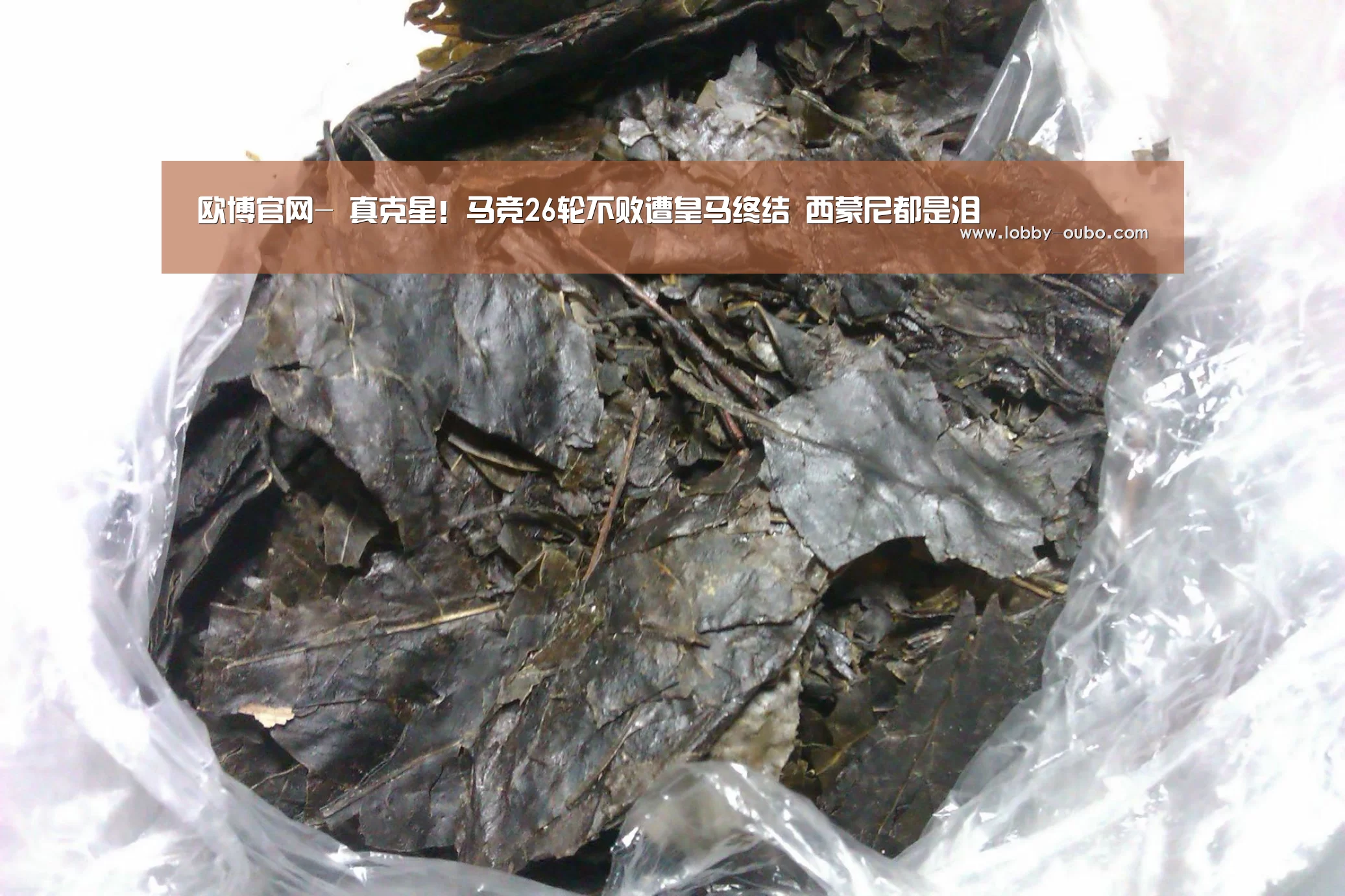 欧博登录入口